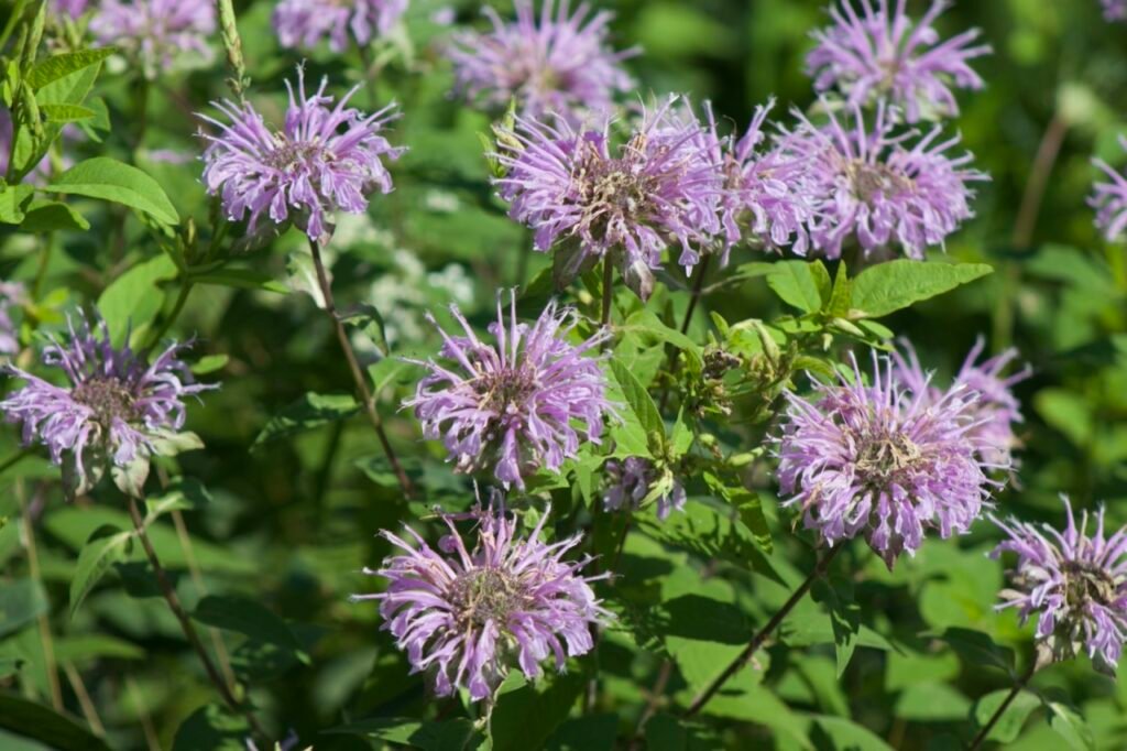 Wild Bergamont is a native perennial plant with square stems, oppositely arranged gray-green leaves that have a distinct oregano-like scent, and showy clusters of tubular, pinkish-lavender flowers that attract pollinators like hummingbirds and butterflies.