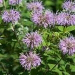 Wild Bergamont is a native perennial plant with square stems, oppositely arranged gray-green leaves that have a distinct oregano-like scent, and showy clusters of tubular, pinkish-lavender flowers that attract pollinators like hummingbirds and butterflies.