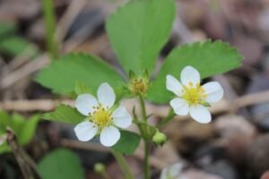 Wild Strawberry a low-growing, herbaceous native plant with white flowers and red fruit.