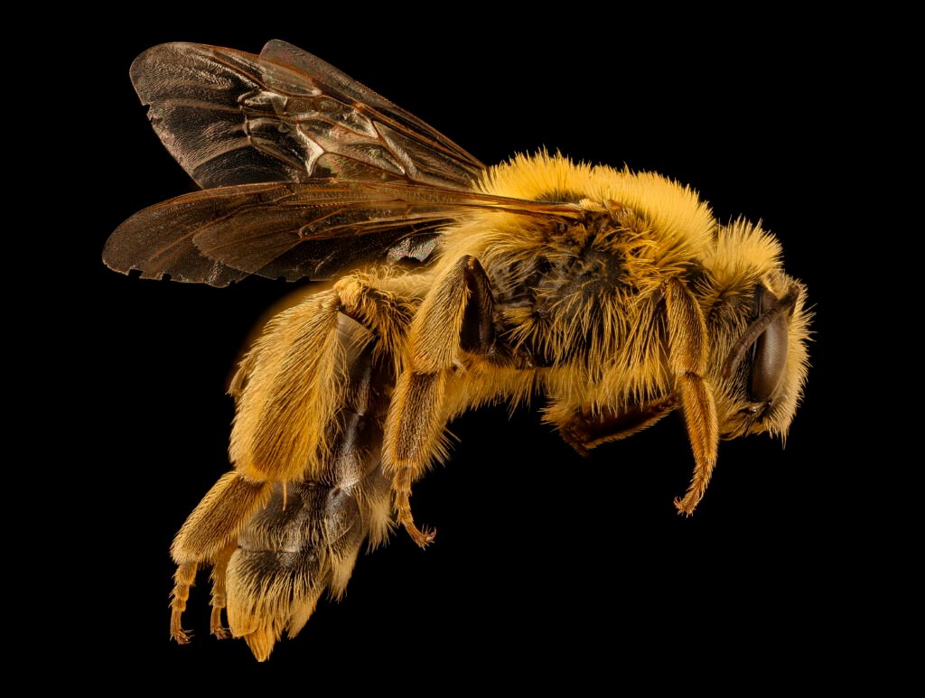 The right side profile of a sunflower miner bee. Andrena helianthi species, covered in yellow hairs.