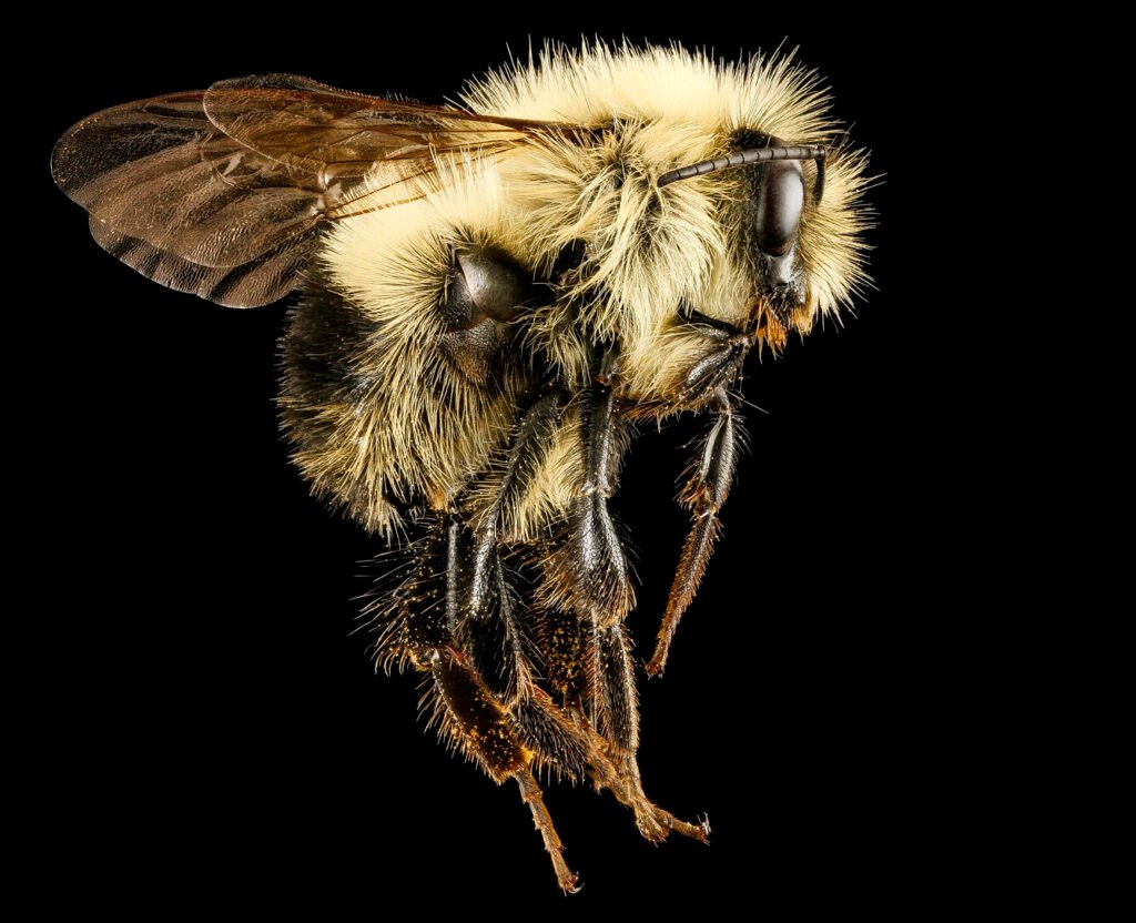 The right side profile of a male bumblebee. Bombus vagans species, white yellow and black.