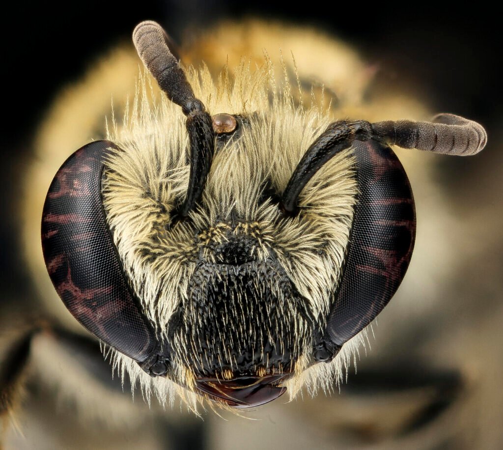 The face of the goldenrod cellophane bee.