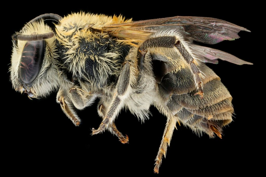 The left side of a hairy Goldenrod Cellophane Bee.