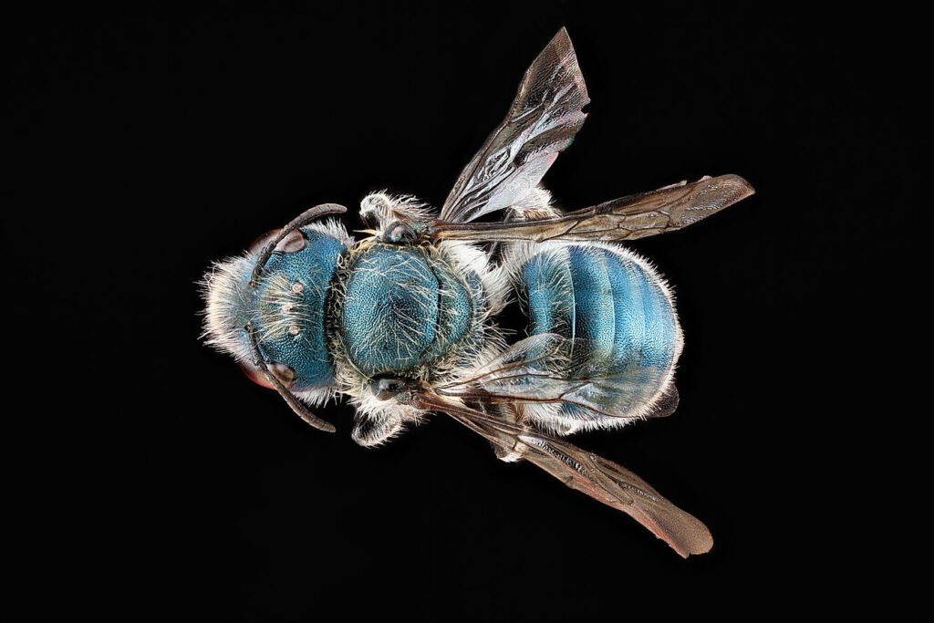 The top of a blue distinct mason bee.