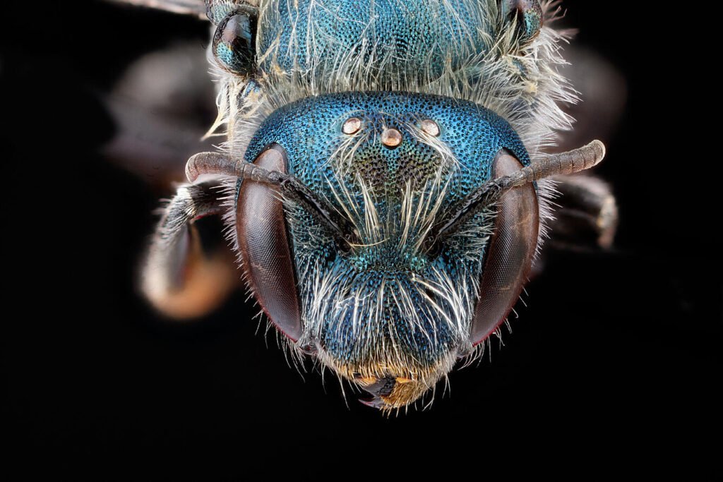 The face of the distinct mason bee.