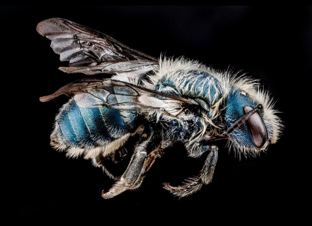 The right side profile of a Distinct mason bee. Osmia distincta a blue mason bee.