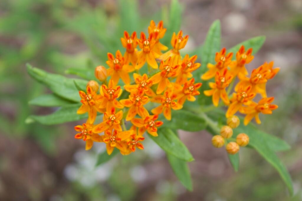 Swamp Milkweed is a native, perennial wildflower that grows in prairies. Green foliage with bright orange flowers.