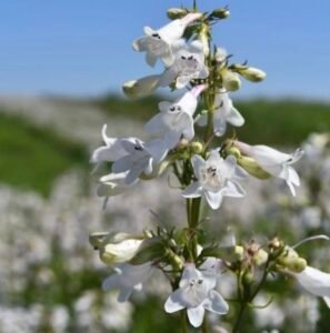 Foxglove beardtongue is a native plant with white, tubular flowers that bloom in mid-spring to early summer.