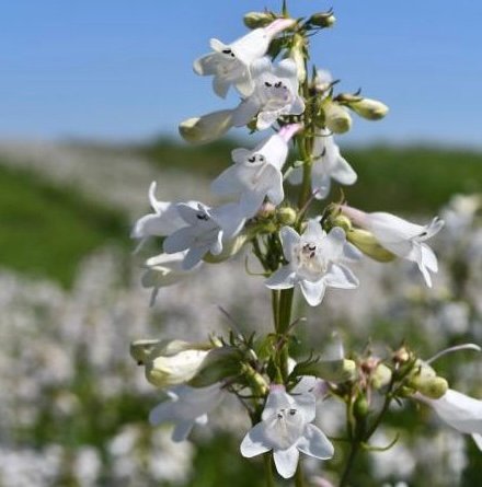 Foxglove beardtongue is a native plant with white, tubular flowers that bloom in mid-spring to early summer.