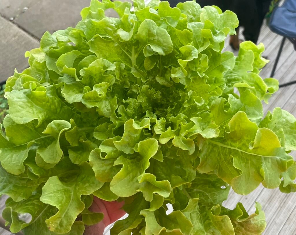 green-leaf-harvest A head of fresh green leaf lettuce.