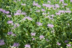 A large group of light purple flowers in a native garden.