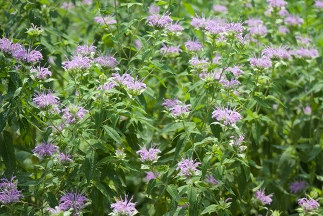 A large group of light purple flowers in a native garden.
