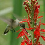 A hummingbird hovers, feeding on the nectar of a vibrant red cardinal flower (Lobelia cardinalis), with blurred wings against a soft green background.