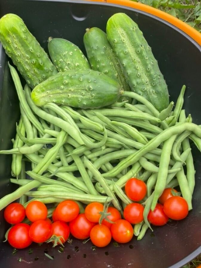 Cucumbers, green beans and cherry tomatoes fresh from the vegetable garden.