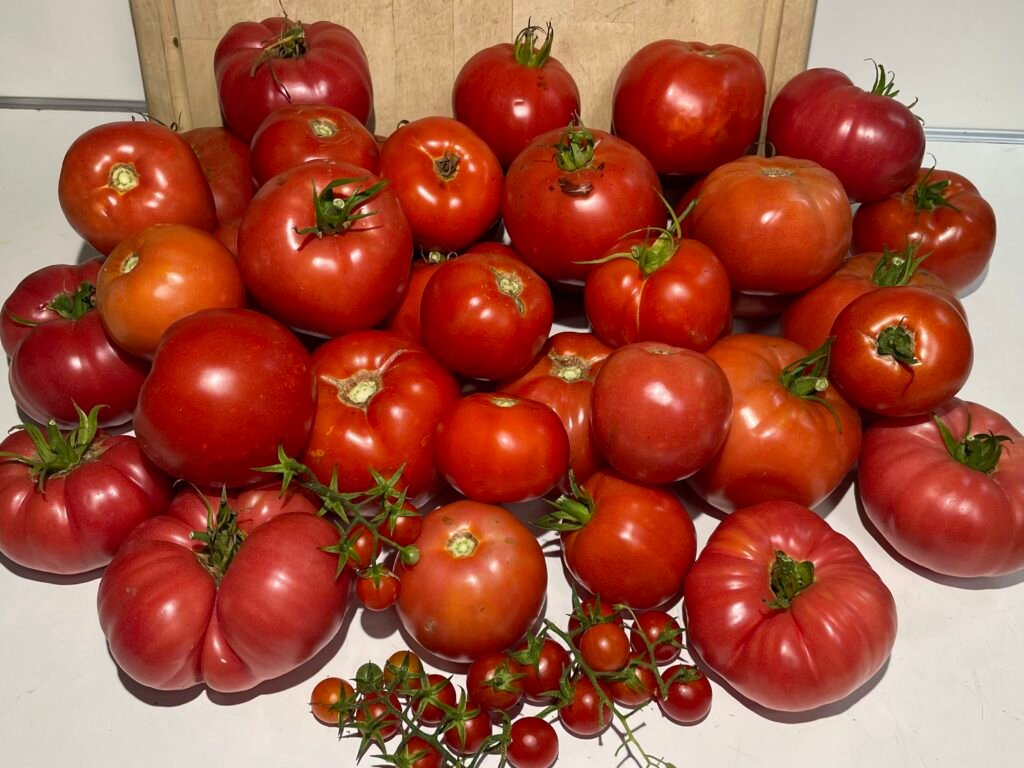 Fresh tomatoes A pile of fresh reddish orange tomatoes.