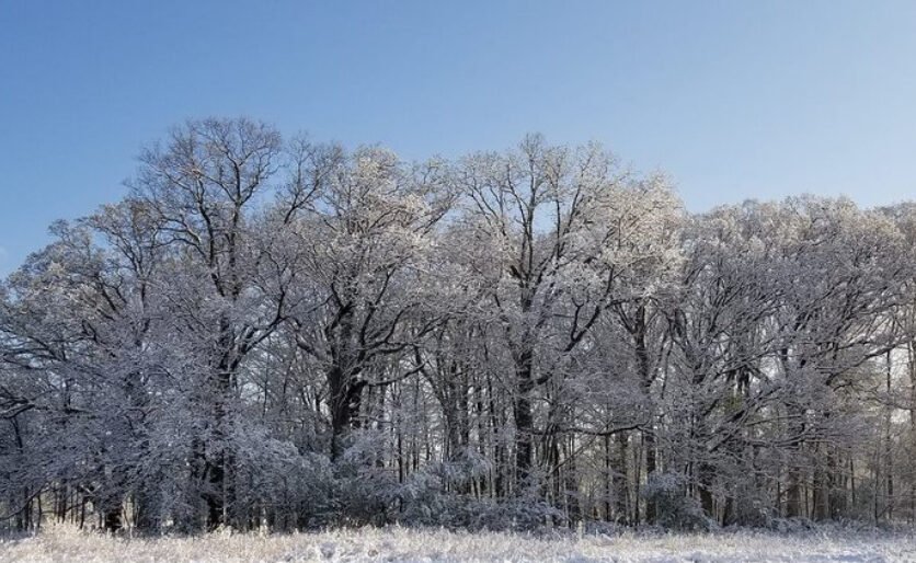 Winter in Ohio Snow covered trees on a cold day in Ohio.