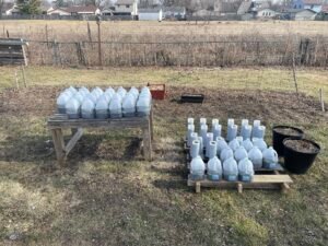 Milk jugs acting as greenhouses for native plant seeds during cold stratification.