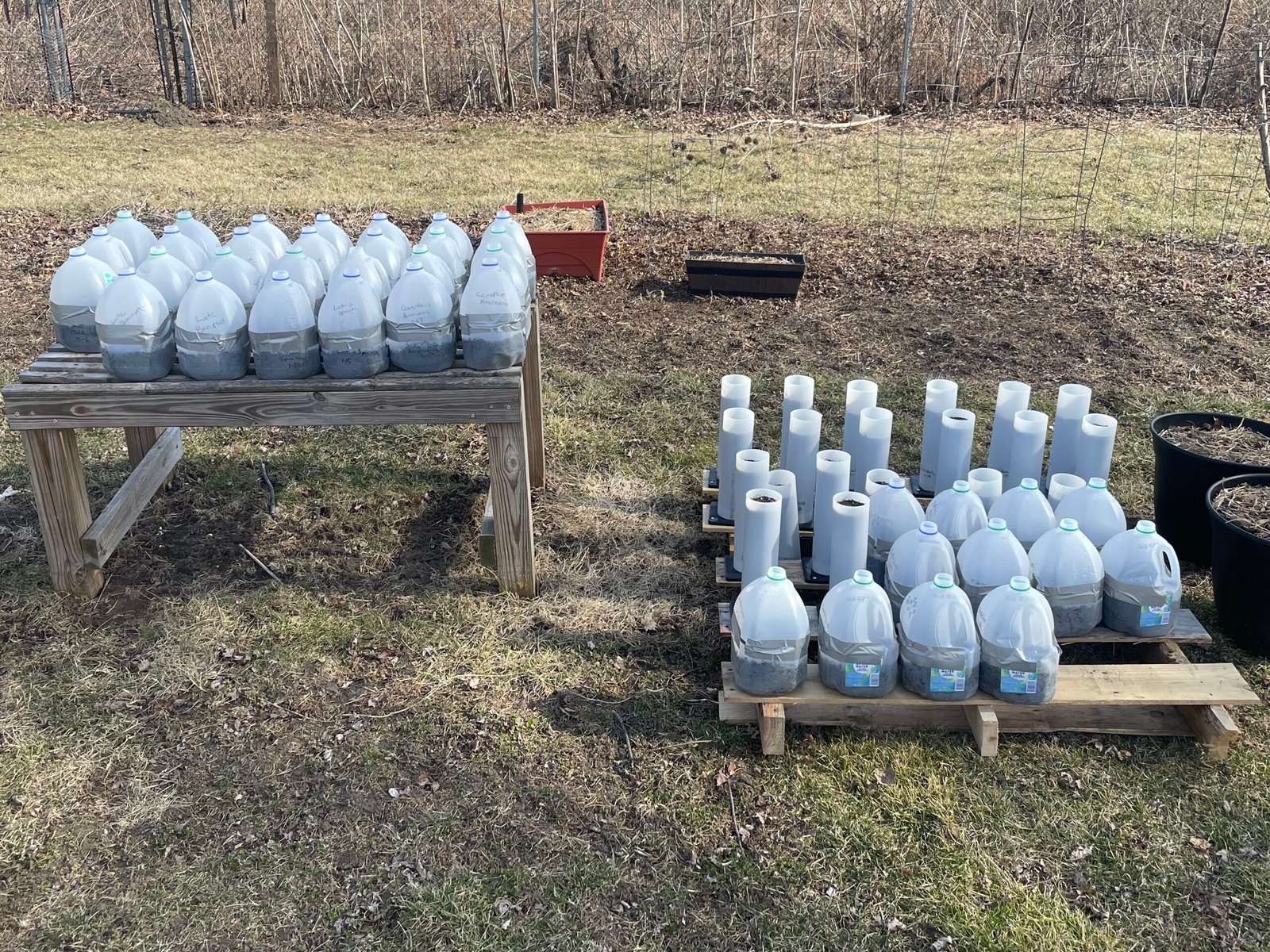 winter-sowing-seeds Milk jugs acting as greenhouses for native plant seeds.