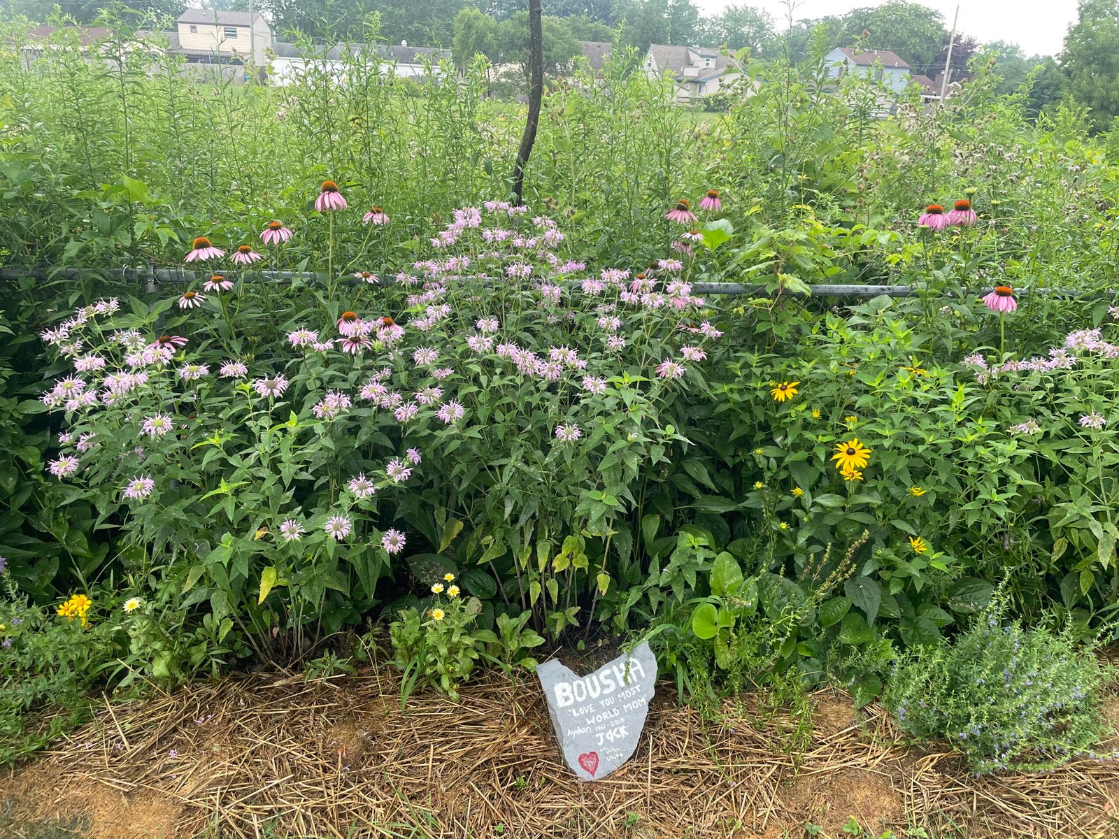 A native garden with orange coneflower, wild bergamont, purple coneflower, asters and goldenrod.
