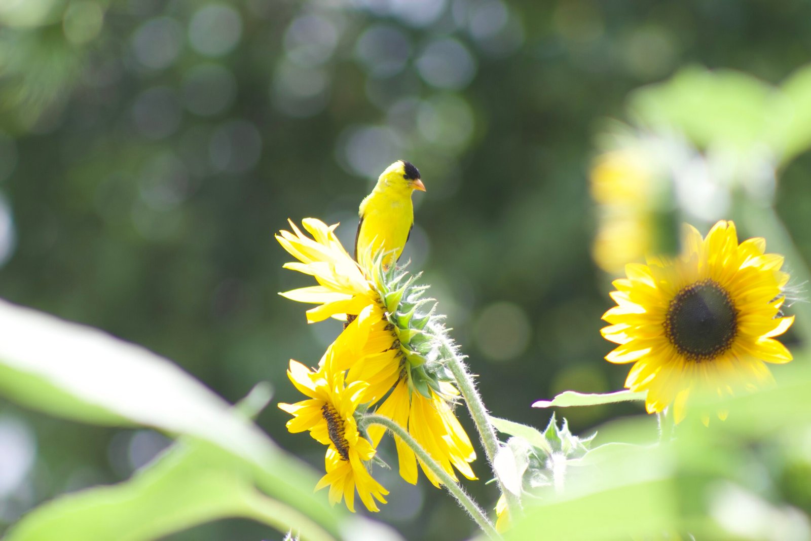 Yellow goldfinch feeding on sunflowers.