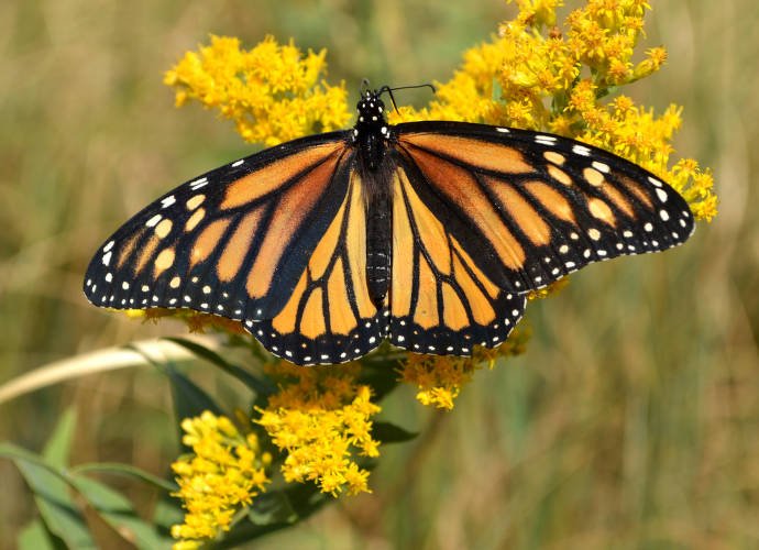 Monarch butterfly on a yellow goldenrod flower.