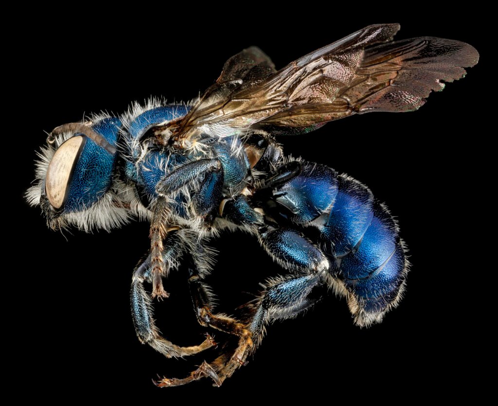 Osmia-chalybea-male A bluish metallic colored mason bee.