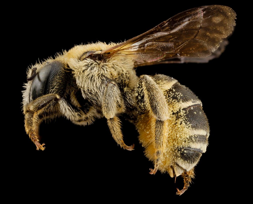 Osmia-spinigera-female The side of a black colored bee with yellow hairs on the thorax and abdomen.