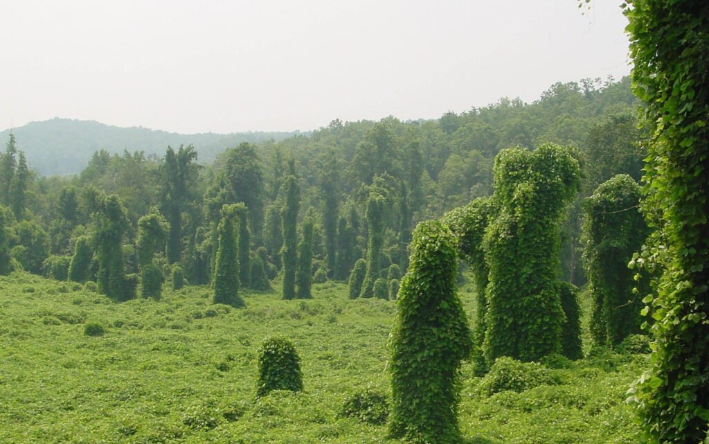 Invasive plant Kudzu covering everything.