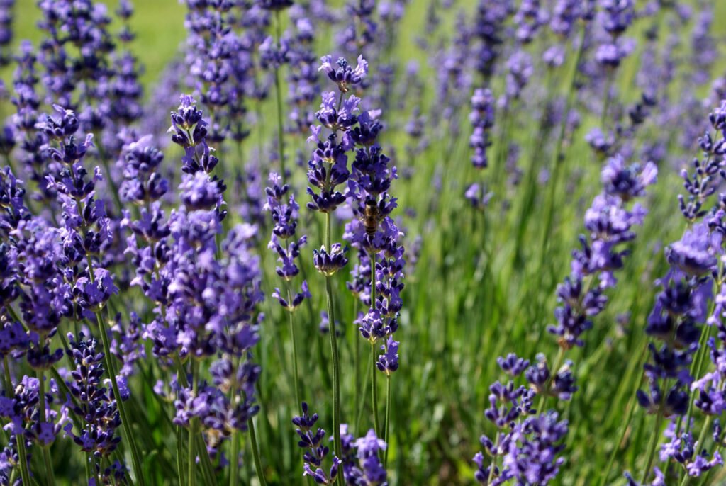 A field of purple lavender flowers.