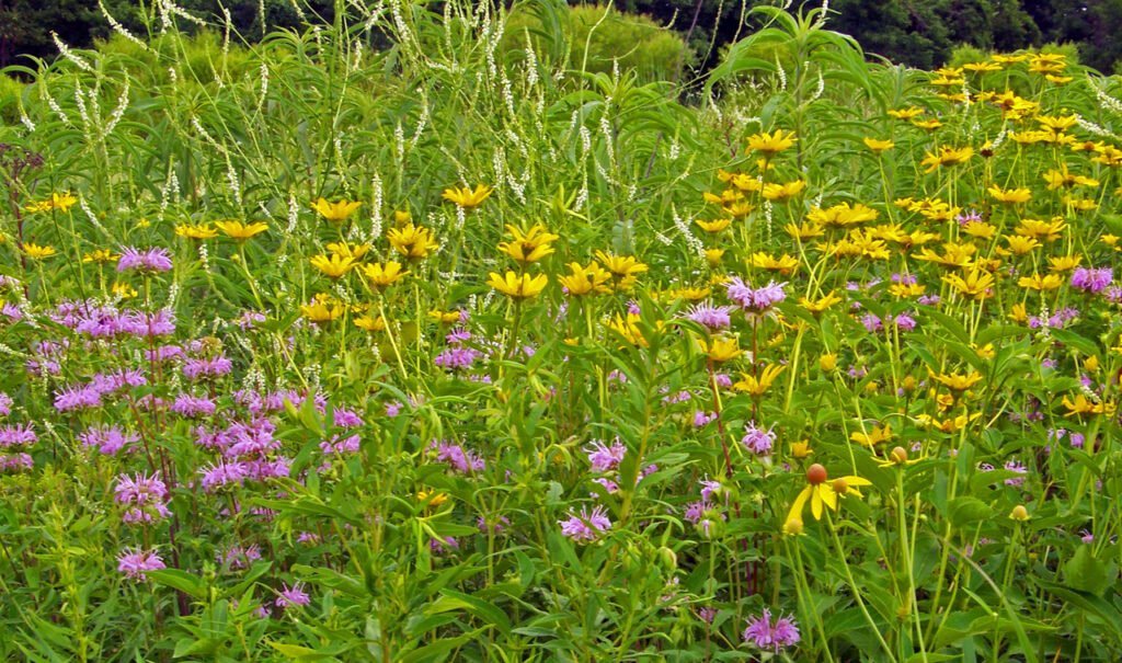 mixture-of-wildflowers Gardening with balance and chaos. A mixture of pink, white and yellow native wildflowers.