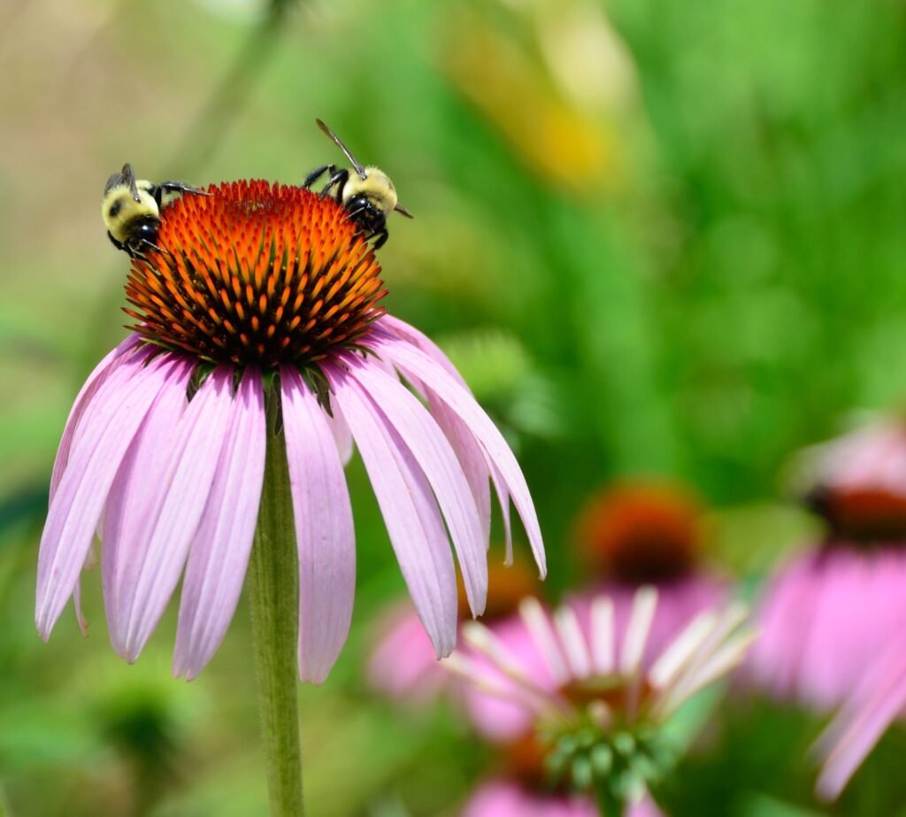 A purple coneflower with two bumble bees on it.