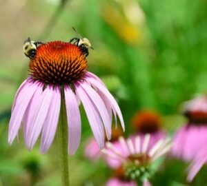 A purple coneflower with two bumble bees on it.