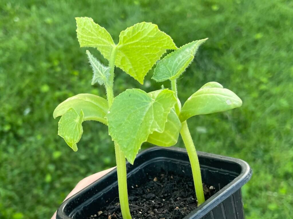 Cucumber-transplants Cucumber plants in a small pot, ready to be transplanted into the ground.
