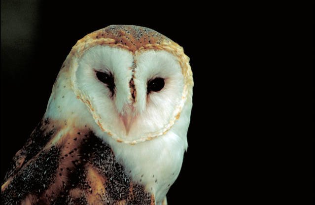 The face of a white and brown barn owl