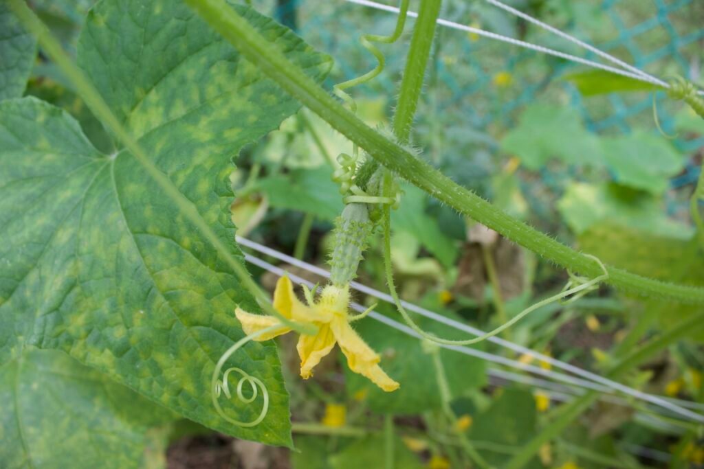 small-cucumber A small cucumber growing off of a flower on the vine.