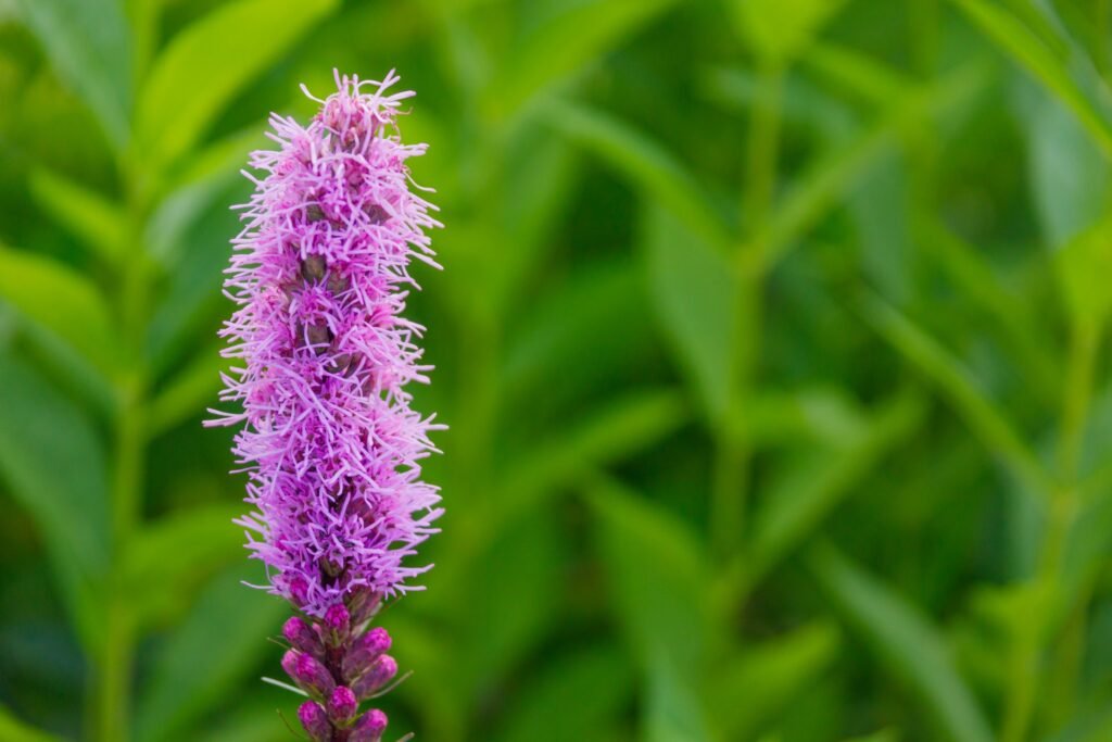 A single dense blazing star flower with a green plant background.