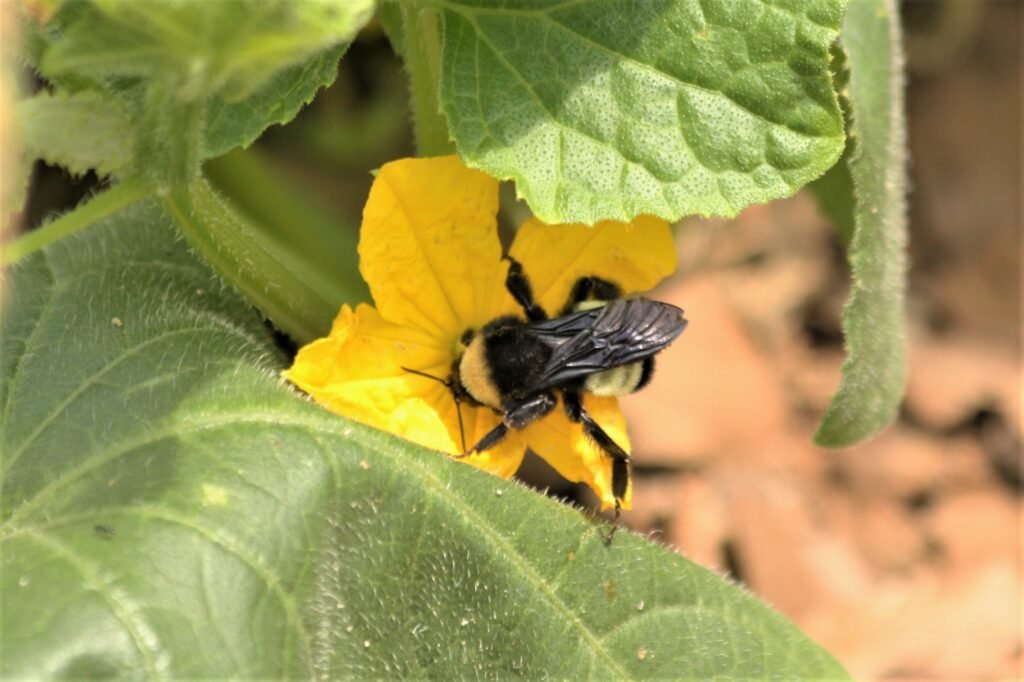 bumble-bee-on-cucumber-bloom A bumblebee pollinating a yellow cucumber flower.