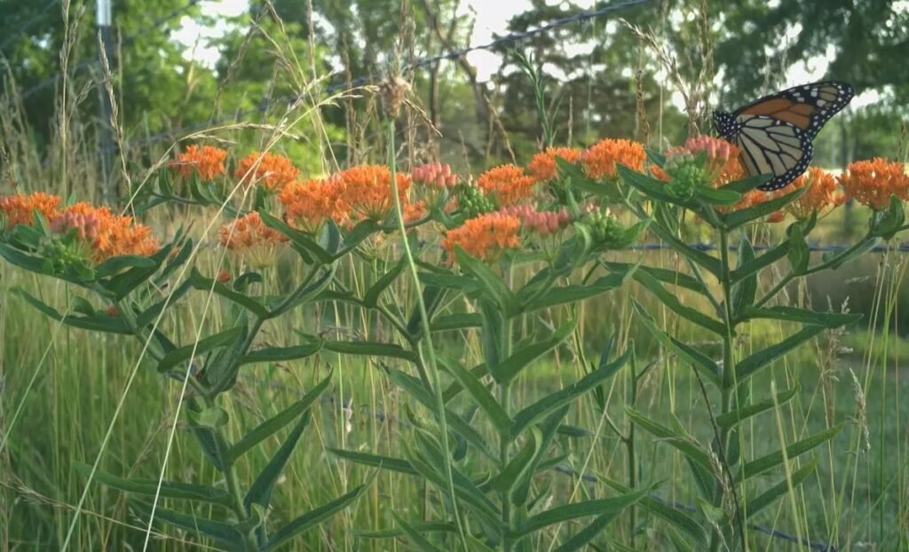 The butterfly milkweed plant with orange flowers.