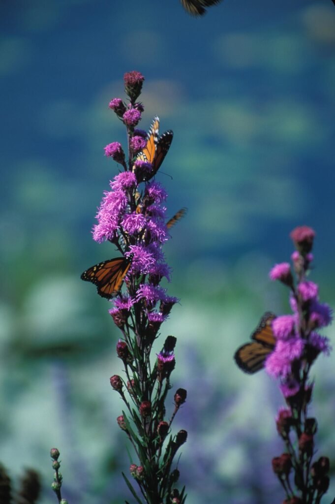 Dense Blazing Star with orange and black butterflies on it.
