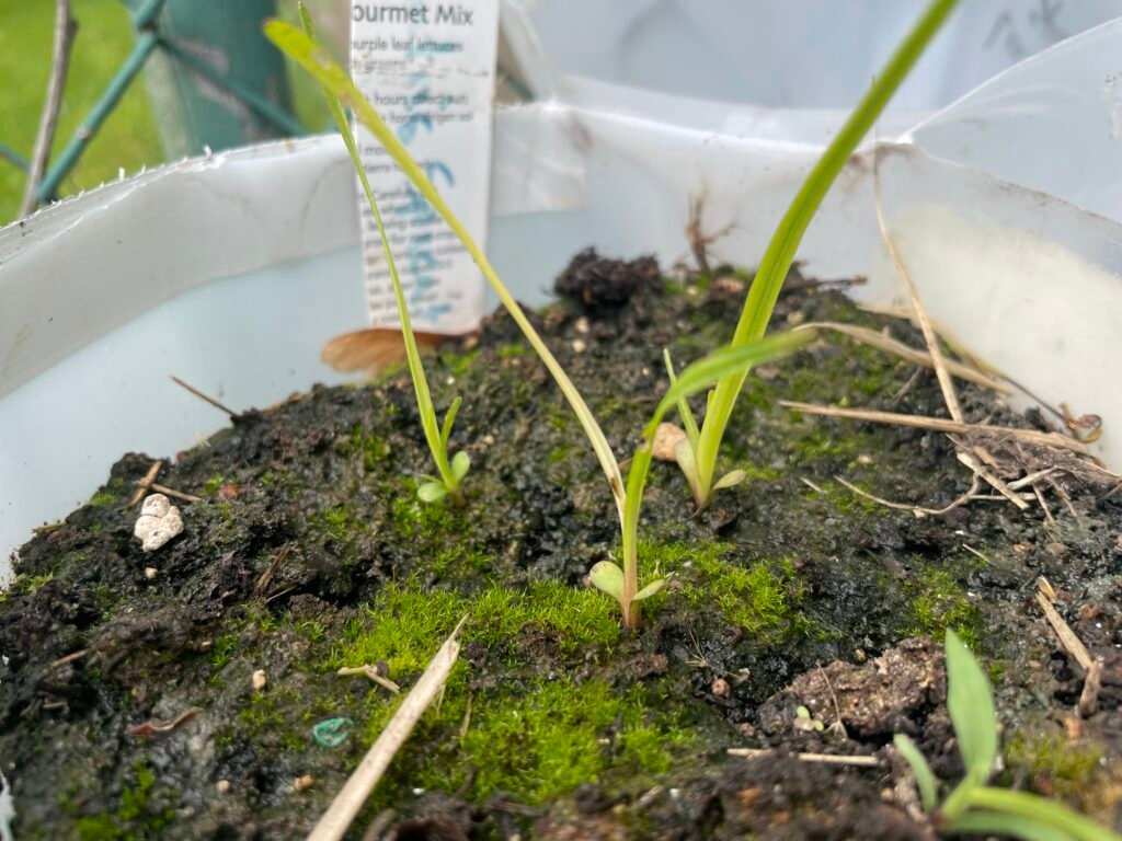 Dense Blazing Star seedling sprouting up from the ground.