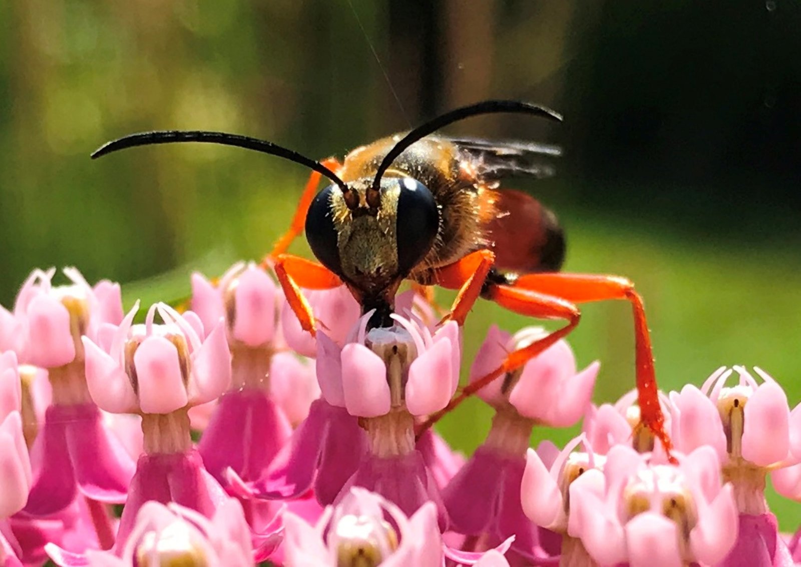 A hornet upon a pink milkweed flower.