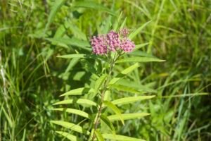 A full picture of Asclepias incarnata, swamp milkweed.