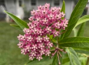 A cluster of pink flowers on a milkweed plant.