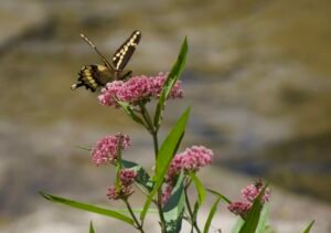 black and yellow butterfly on top of a pink cluster of swamp milkweed flowers.