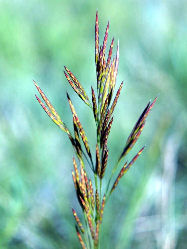 The seed heads of the big bluestem plant.