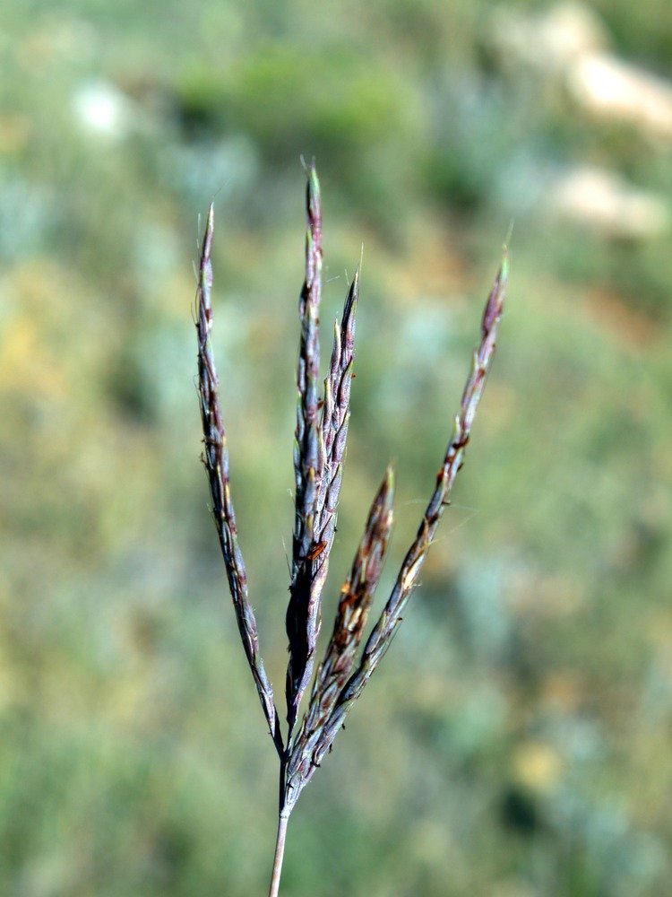 The seed heads of the big bluestem plant starting to emerge.