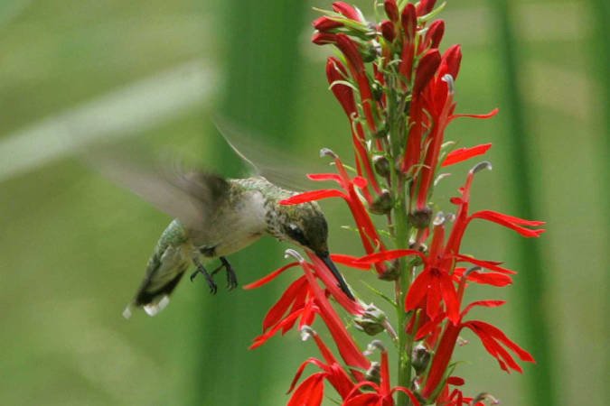 A hummingbird collecting nectar from a Cardinal flower plant.