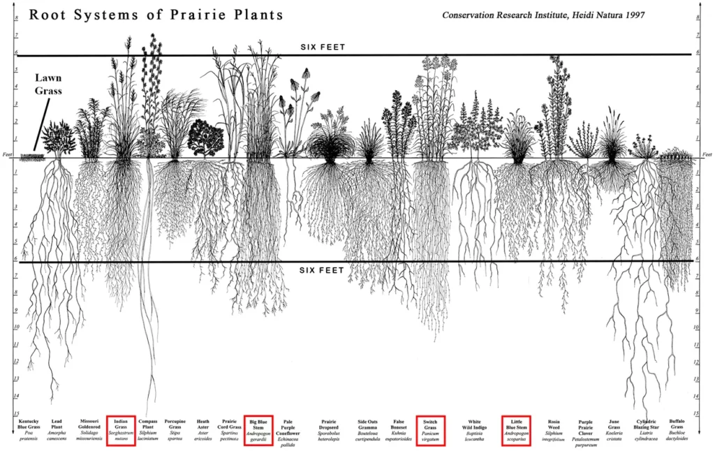 A diagram of different plant root systems, with native grasses having the longest.