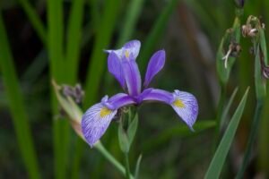A unique blueish purple flower.