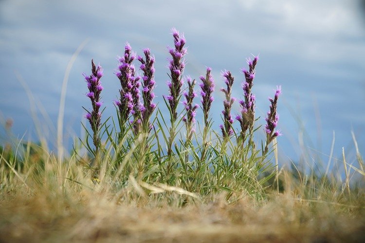Columns of purple flowers from the dotted blazing star plant.